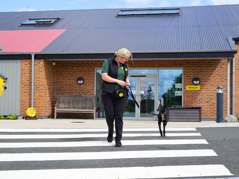 Dog clearance road transport